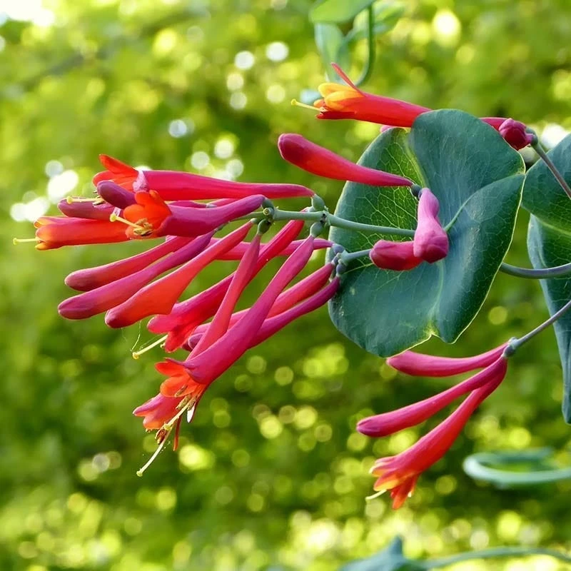 Major Wheeler Honeysuckle Vine - Image 3