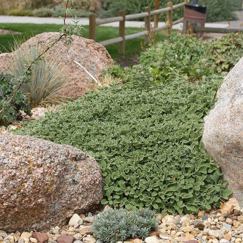 Silver Edged Horehound (Marrubium) - Image 6
