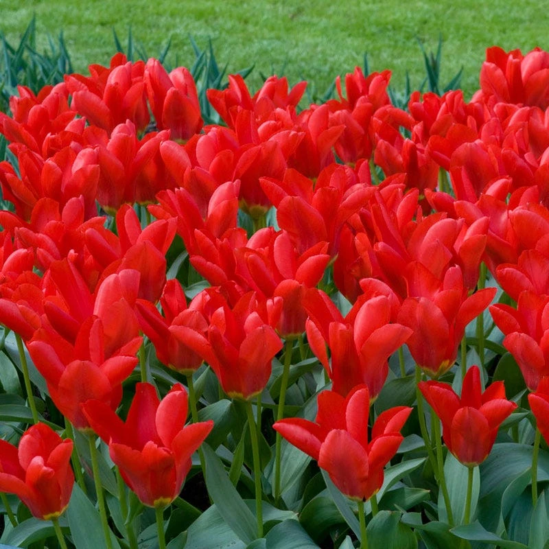 Red Emperor Tulip - Image 5