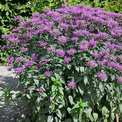 Blue Stocking Bee Balm - Image 2