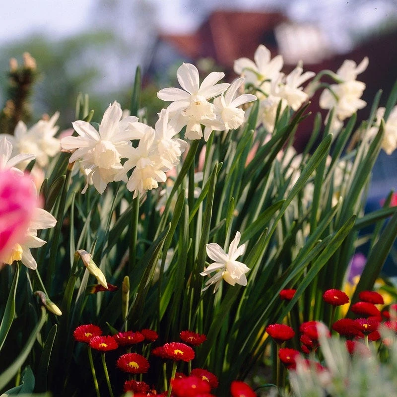 Thalia Daffodil - Image 2