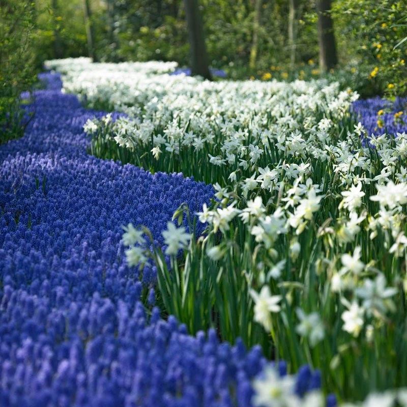 Thalia Daffodil - Image 3