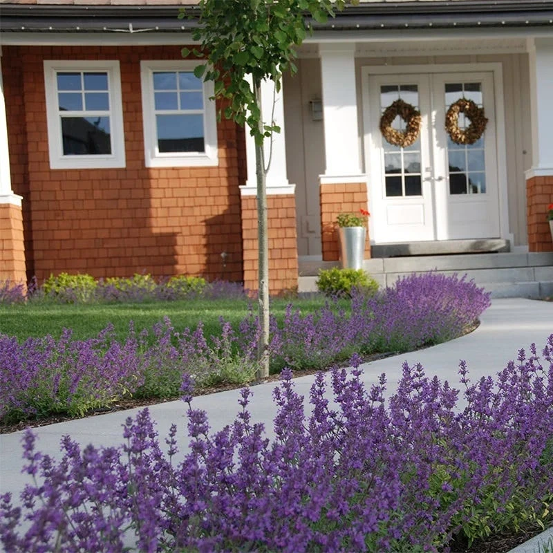 Little Trudy® Nepeta - Image 3