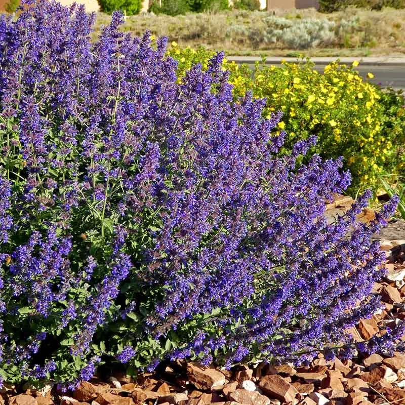 Walker's Deep Blue Nepeta - Image 3