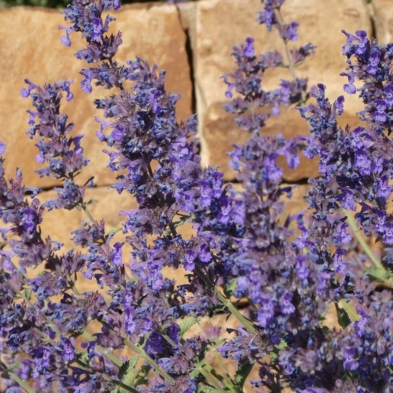 Walker's Deep Blue Nepeta - Image 2