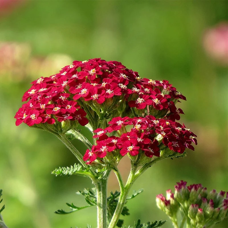 New Vintage⢠Red Yarrow