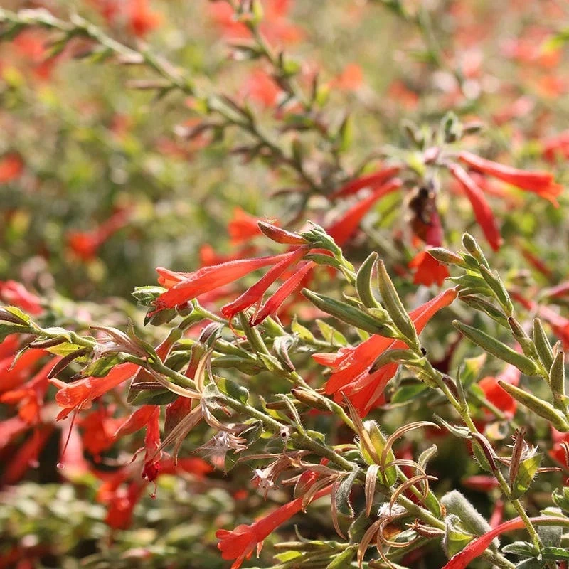 Orange Carpet® Creeping Hummingbird Trumpet (Zauschneria) - Image 2