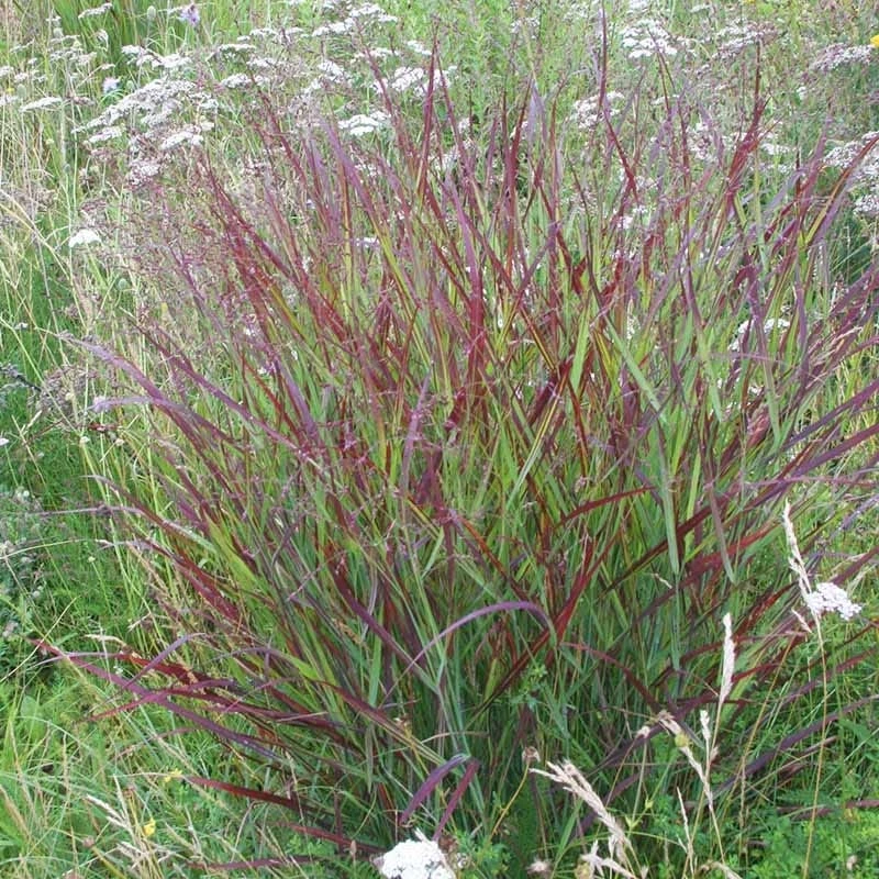 Shenandoah Switch Grass - Image 5