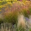 Ruby Ribbons® Prairie Switchgrass