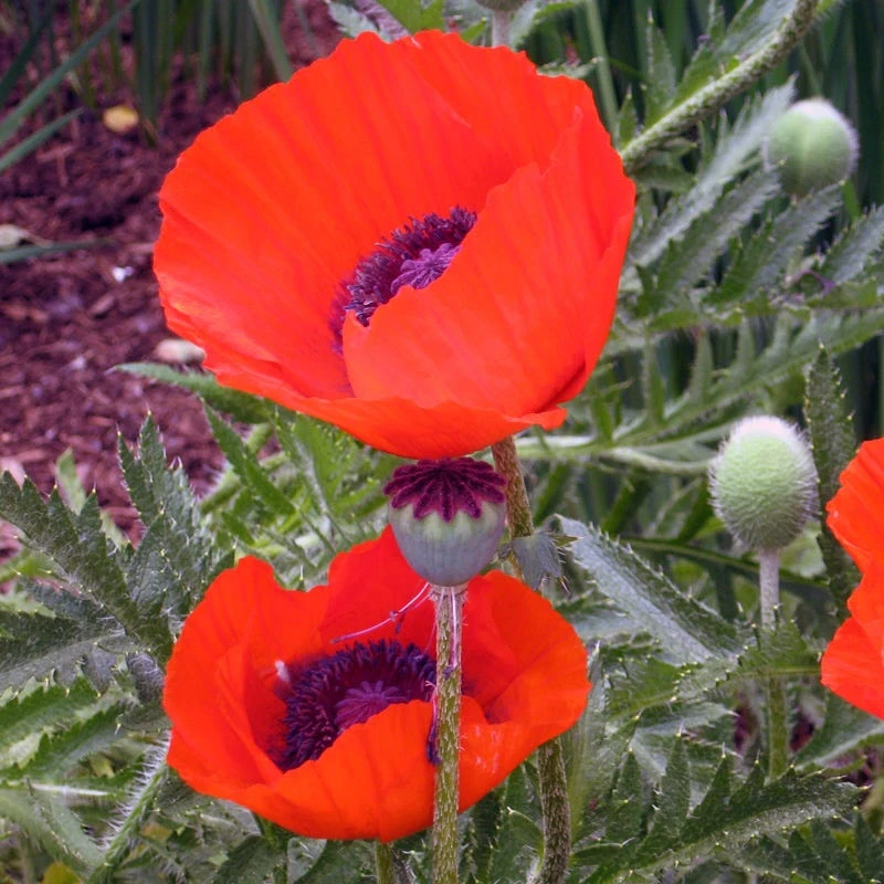 Brilliant Oriental Poppy - Image 2