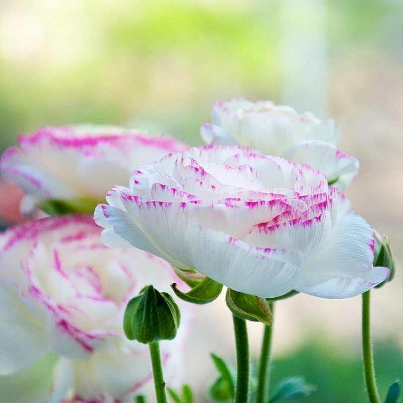 Pastel Ranunculus Mix - Image 2