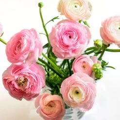 Pastel Ranunculus Mix