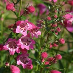 Red Rocks® Penstemon
