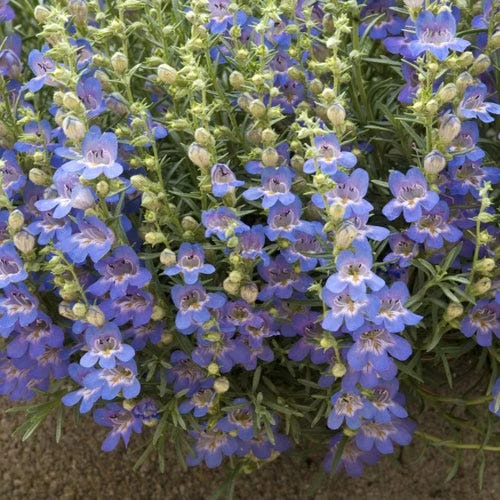 Blue Lips Penstemon - Image 2