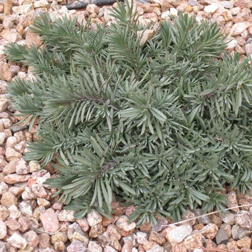 Blue Lips Penstemon - Image 4