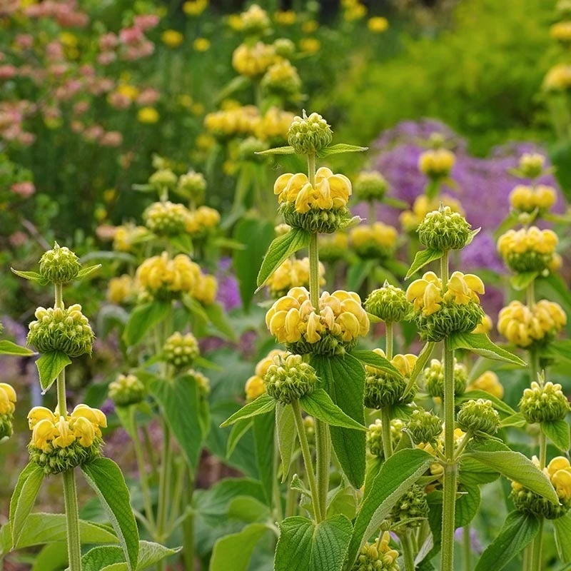 Hardy Jerusalem Sage (Phlomis) - Image 4