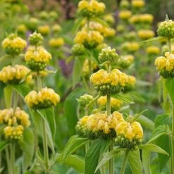 Hardy Jerusalem Sage (Phlomis)