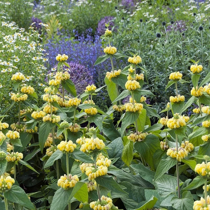 Hardy Jerusalem Sage (Phlomis) - Image 3