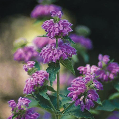 Kashmir False Sage (Phlomis) - Image 2