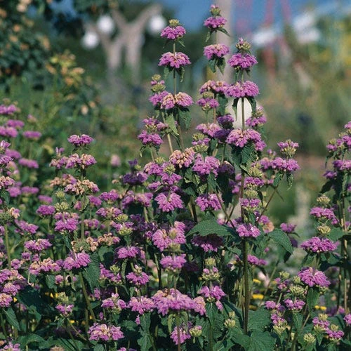 Kashmir False Sage (Phlomis) - Image 4