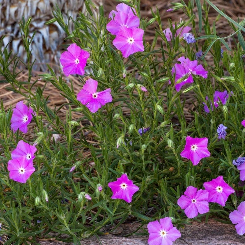 Perfect Pink Santa Fe Phlox - Image 3
