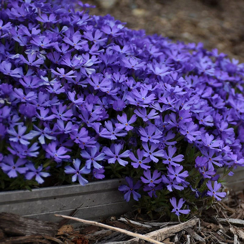 Violet Pinwheels Phlox - Image 2