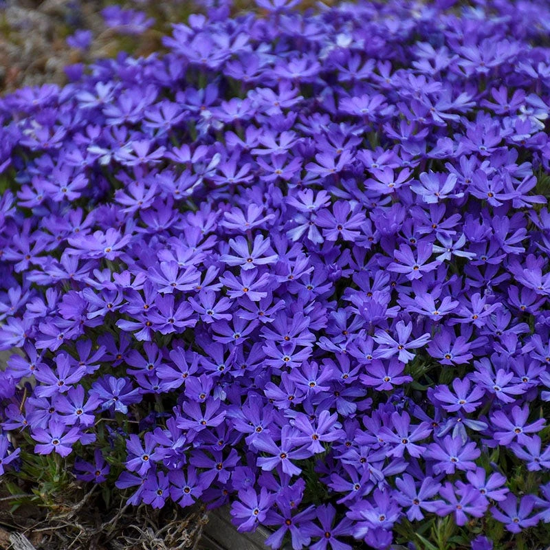 Violet Pinwheels Phlox - Image 3