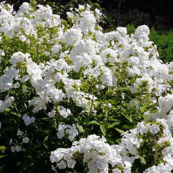 David Garden Phlox - Image 2
