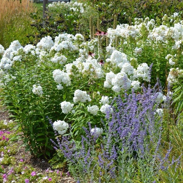 David Garden Phlox - Image 4