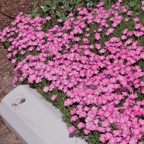 Perfect Pink Santa Fe Phlox - Image 2