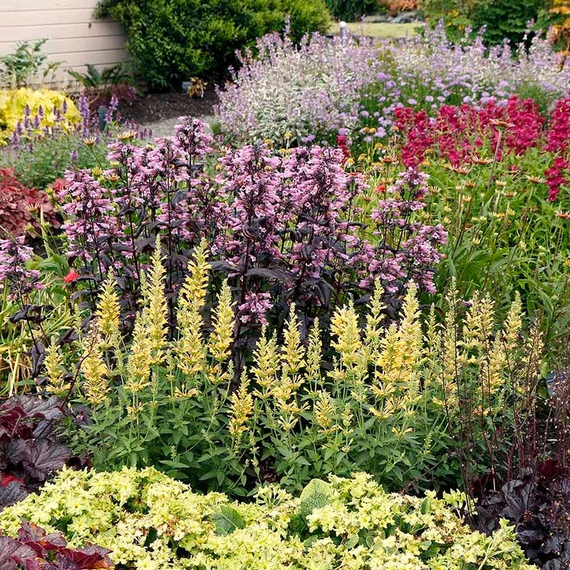 Poquito™ Butter Yellow Agastache - Image 2