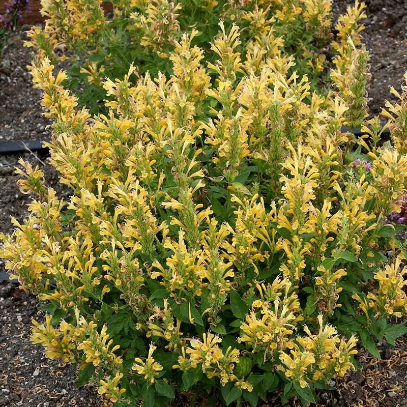Poquito™ Butter Yellow Agastache - Image 3
