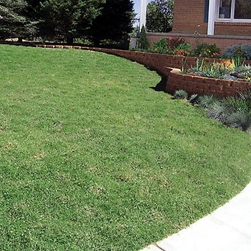 Prestige⢠Buffalo Grass Plugs