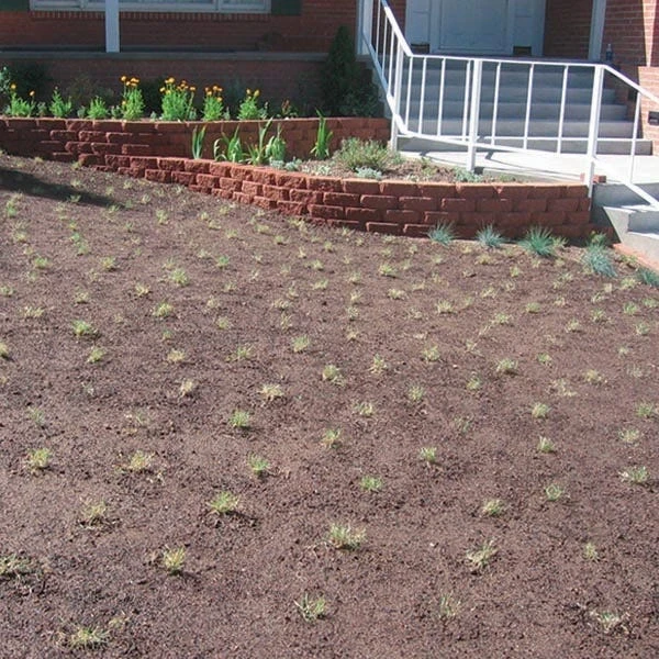 Prestige⢠Buffalo Grass Plugs - Image 5