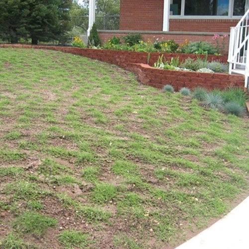 Prestige⢠Buffalo Grass Plugs - Image 4