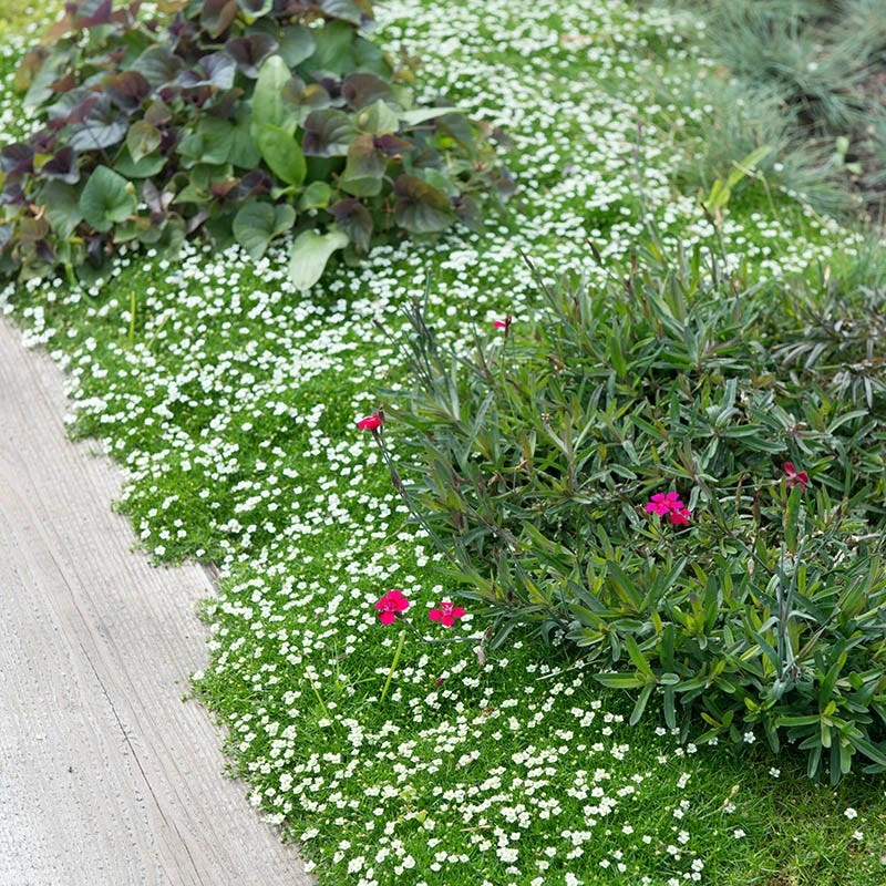 Green Irish Moss (Sagina) - Image 2