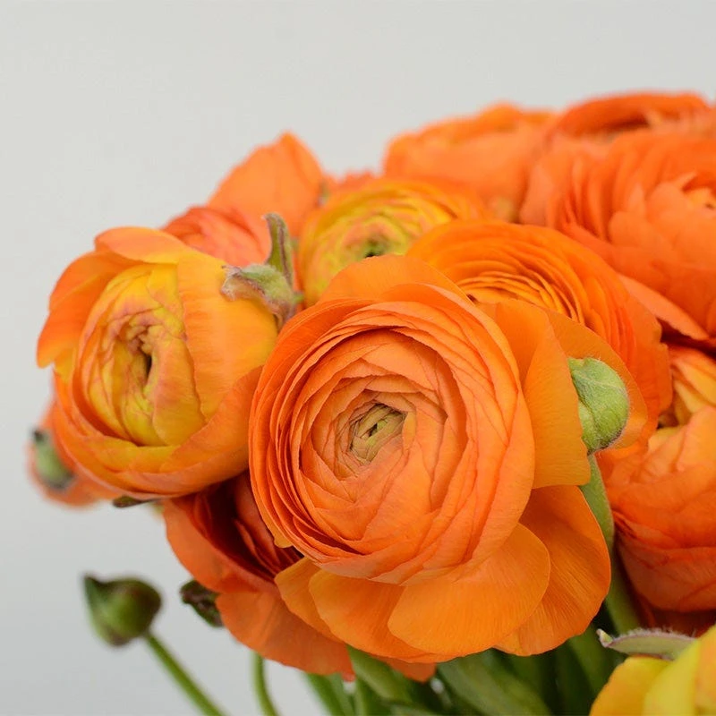 Salmon Ranunculus - Image 2