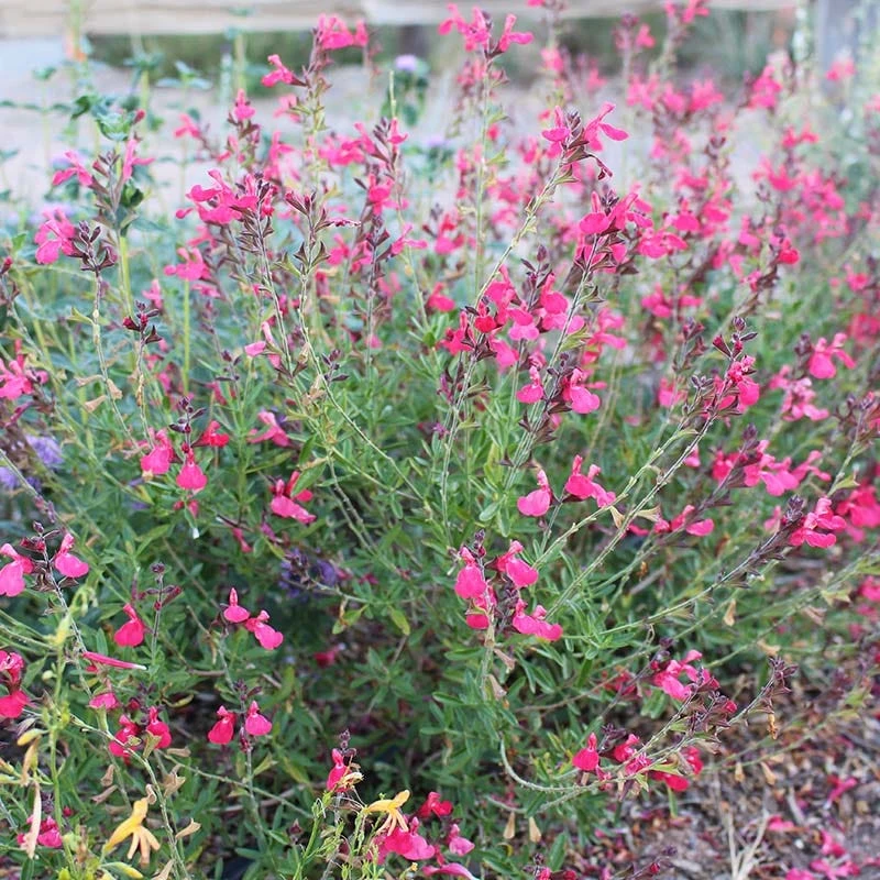 FlowerKisser® Coral-Pink Salvia - Image 2
