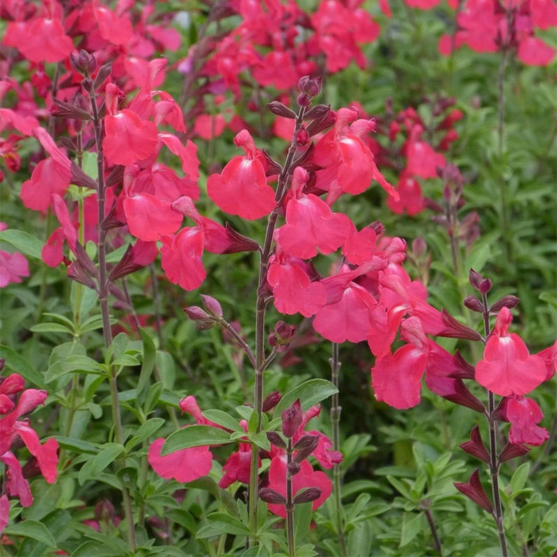 FlowerKisser® Coral-Pink Salvia - Image 3