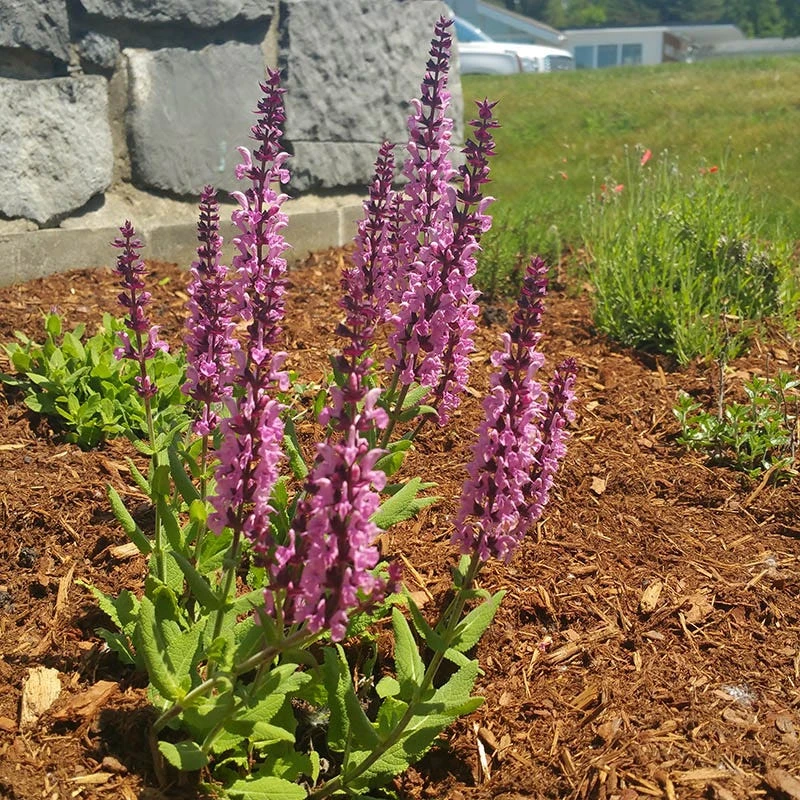 Lyrical™ Rose Salvia - Image 4