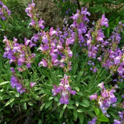 Dwarf Common Sage (Salvia)