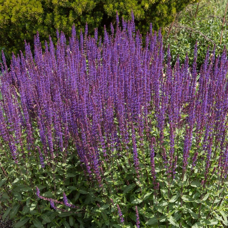 Caradonna Salvia - Image 3