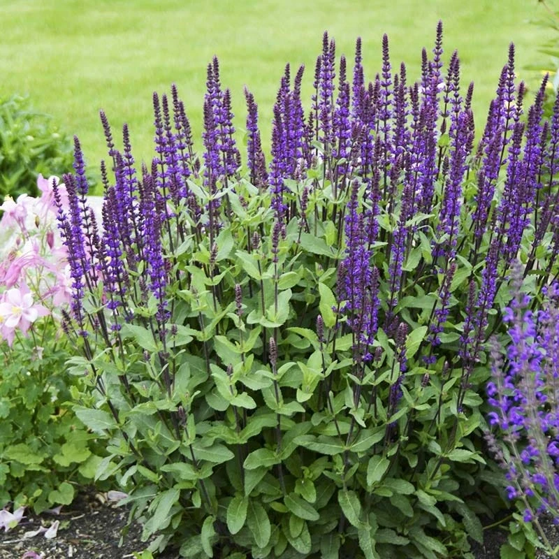 Caradonna Salvia - Image 7