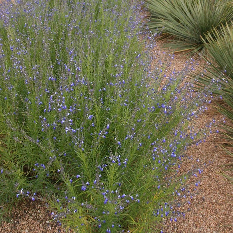 Autumn Sapphire™ Salvia - Image 3