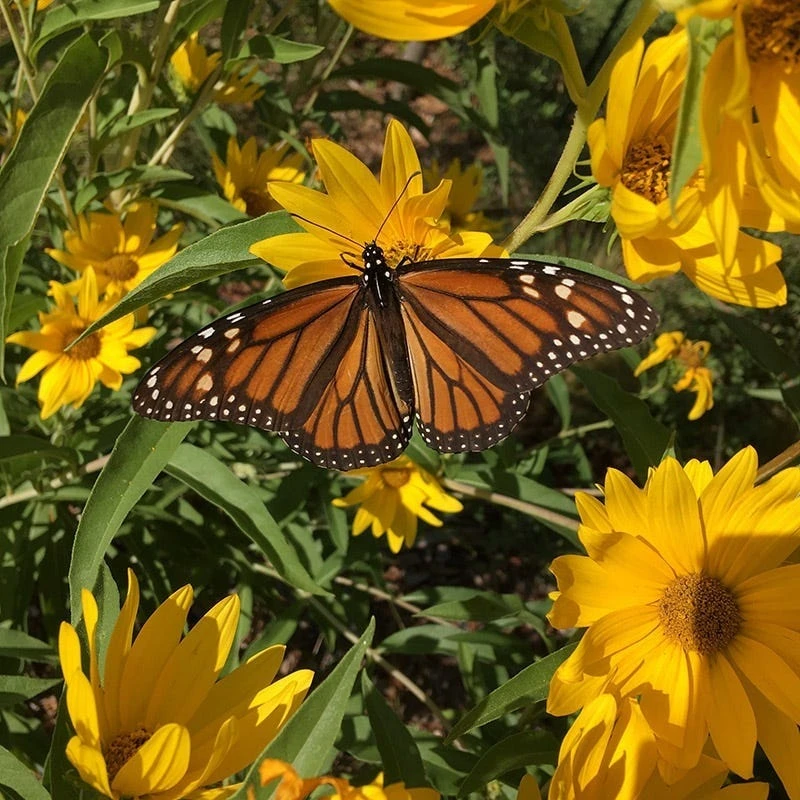 Santa Fe Maximilian's Sunflower (Helianthus) - Image 3