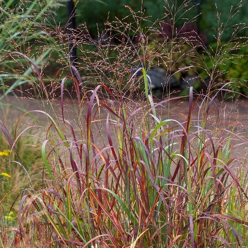 Shenandoah Switch Grass - Image 4