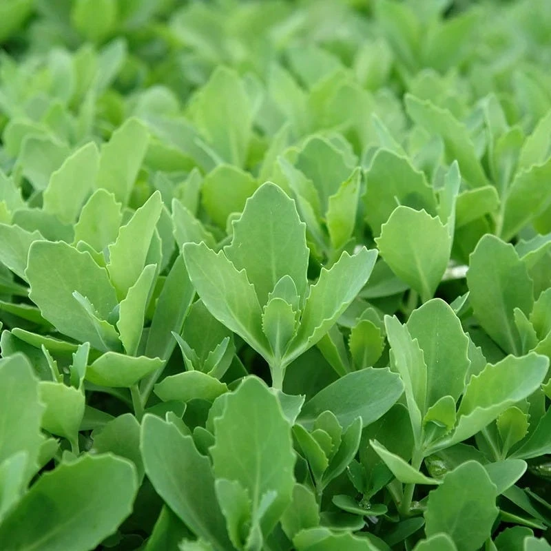 Autumn Fire Sedum - Image 3