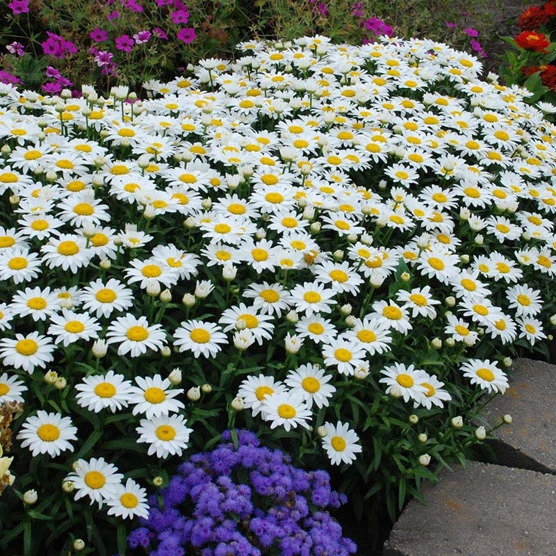 Snowcap Shasta Daisy - Image 2