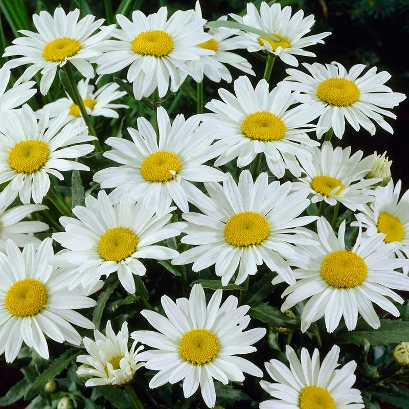 Snowcap Shasta Daisy - Image 3