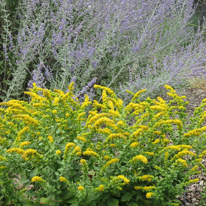 Golden Fleece Goldenrod (Solidago) - Image 3